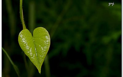 Despre tincturi – să folosim tot ceea ce ne dă natura!