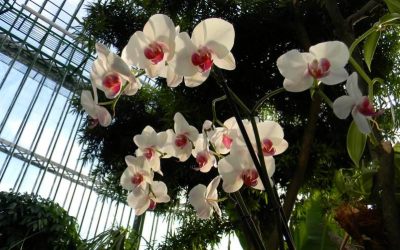 Activitate de primăvara: plimbare la Grădina Botanică