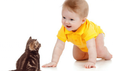 Animalele de companie, prietenii familiei