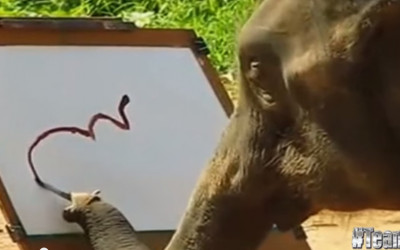 Suda – elefantul care pictează elefanți