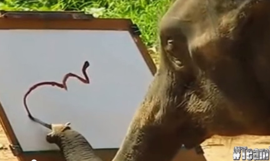 Suda – elefantul care pictează elefanți