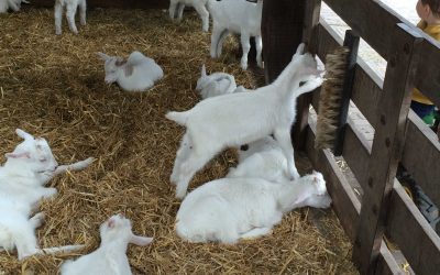 Destinație de vacanță: ferma de capre din Amsterdamse Bos