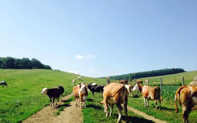 Drumul cașcavalului. O experiență cu lapte, văcuțe și prieteni [P]