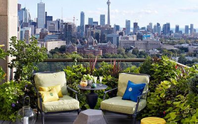 Legume de crescut în balcon