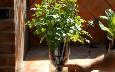 Proiect pentru plante crescute în balcon în PET-uri
