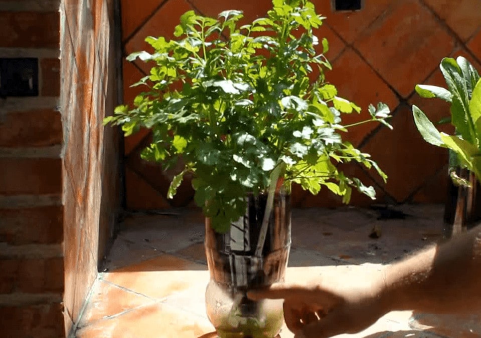 Proiect pentru plante crescute în balcon în PET-uri