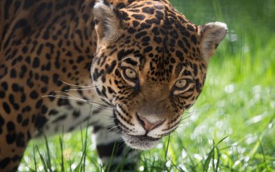 UPC si Zoo Baneasa sarbatoresc Ziua Internationala a Gradinilor Zoologice