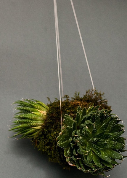 Kokedama de la Sâmbure
