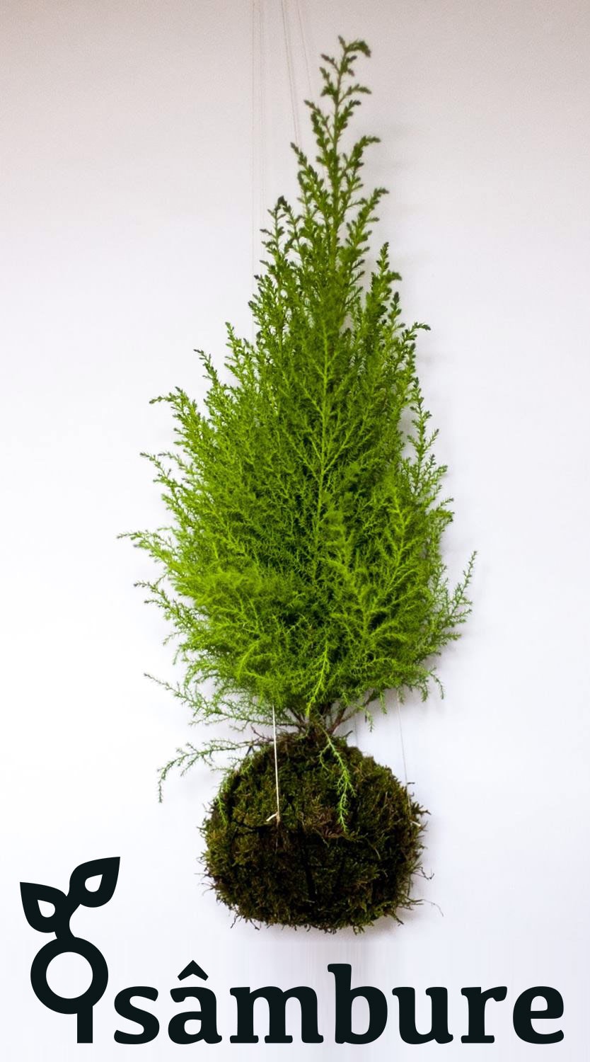Kokedama de la Sâmbure