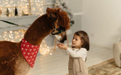 Terapie asistată cu Alpaca – prima fermă terapeutică din România