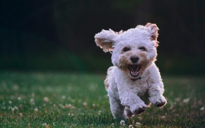 Importanța unui stil de viața activ pentru câinele tău și pericolul kilogramelor în plus