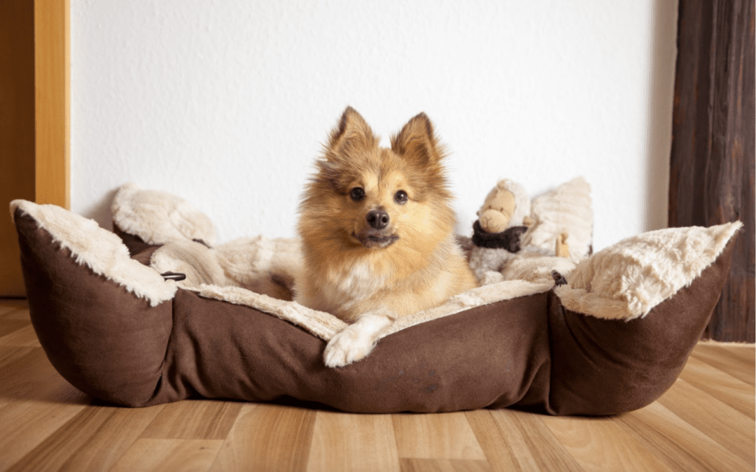 Cum îl înveți pe copilul tău să aibă grijă de un animal de companie