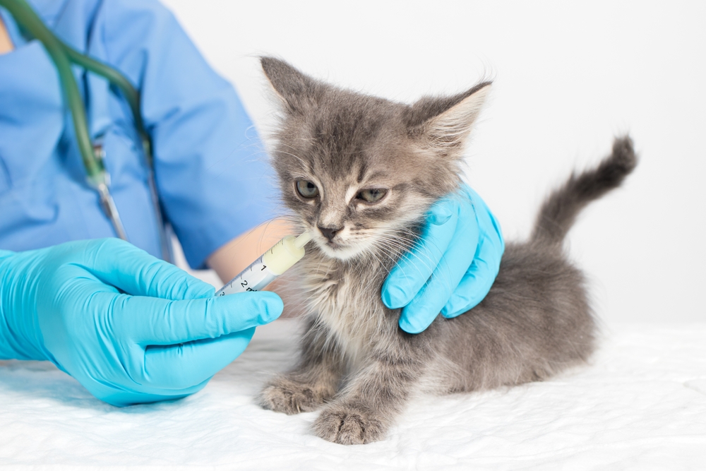De ce trebuie deparazitate animalele de companie? 3 motive