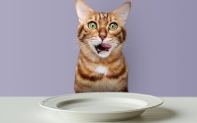 Cum să citești eticheta hranei pentru pisici? 3 sfaturi și recomandări utile