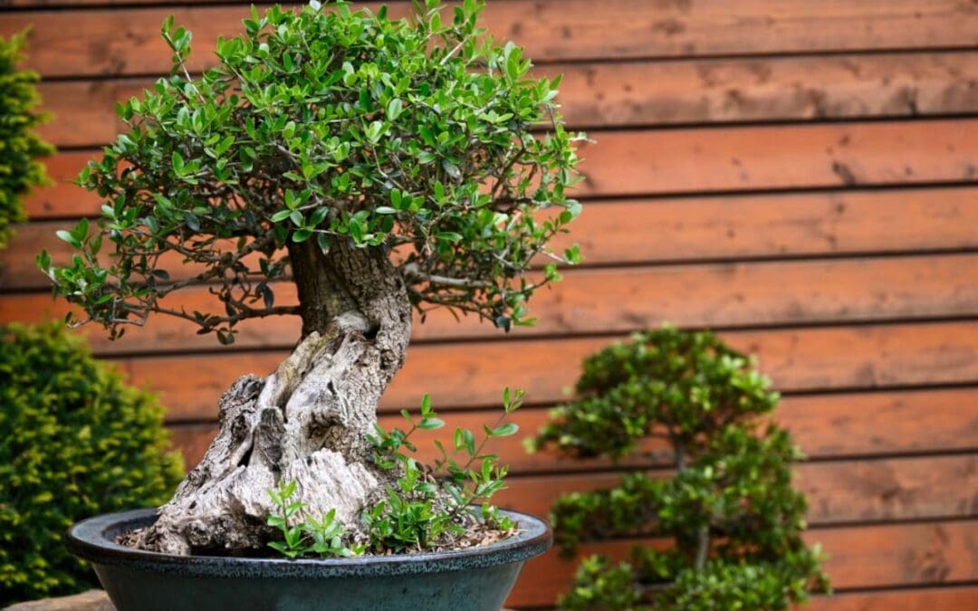 Cum să alegi primul tău bonsai? 5 sfaturi utile pentru o alegere inspirată