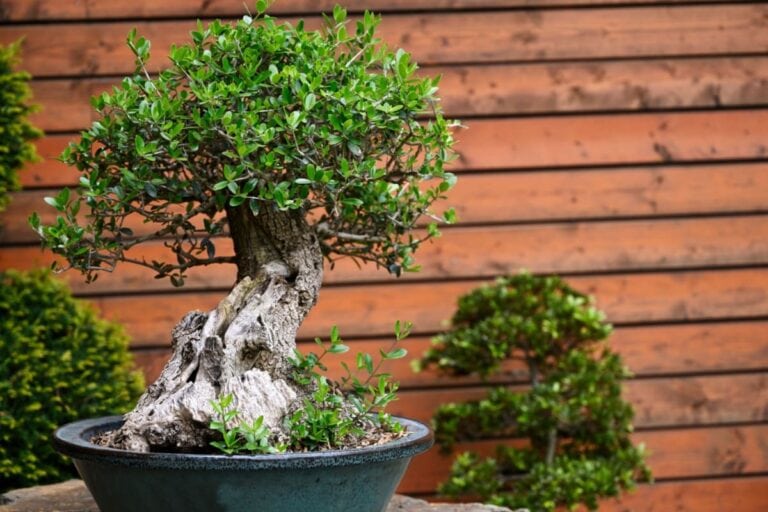 Cum să alegi primul tău bonsai? 5 sfaturi utile pentru o alegere inspirată
