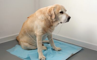 Depistarea precoce a bolilor renale la animale de companie
