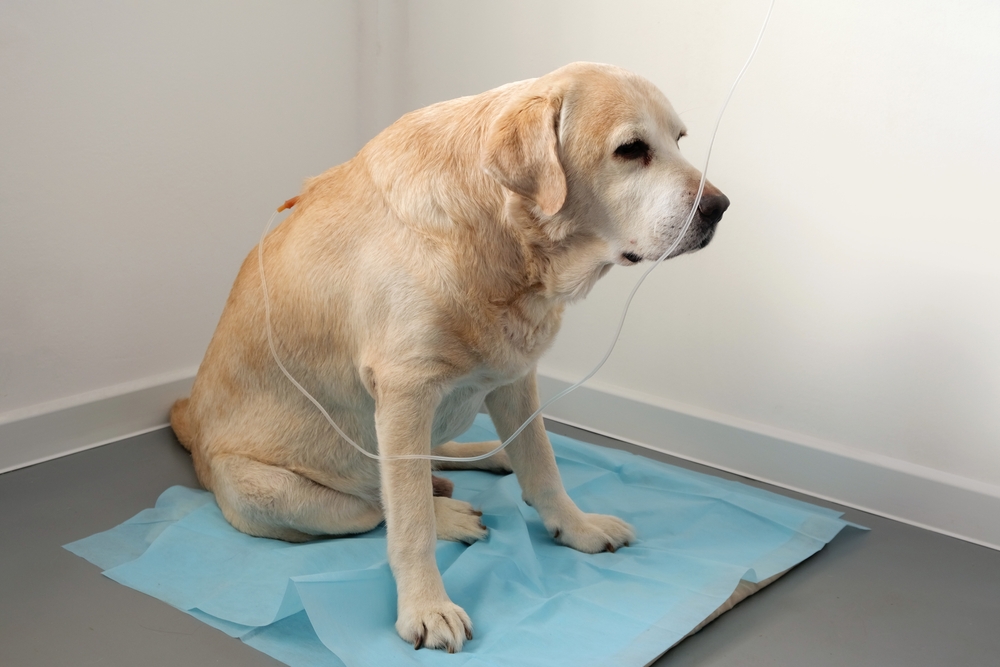 Depistarea precoce a bolilor renale la animale de companie