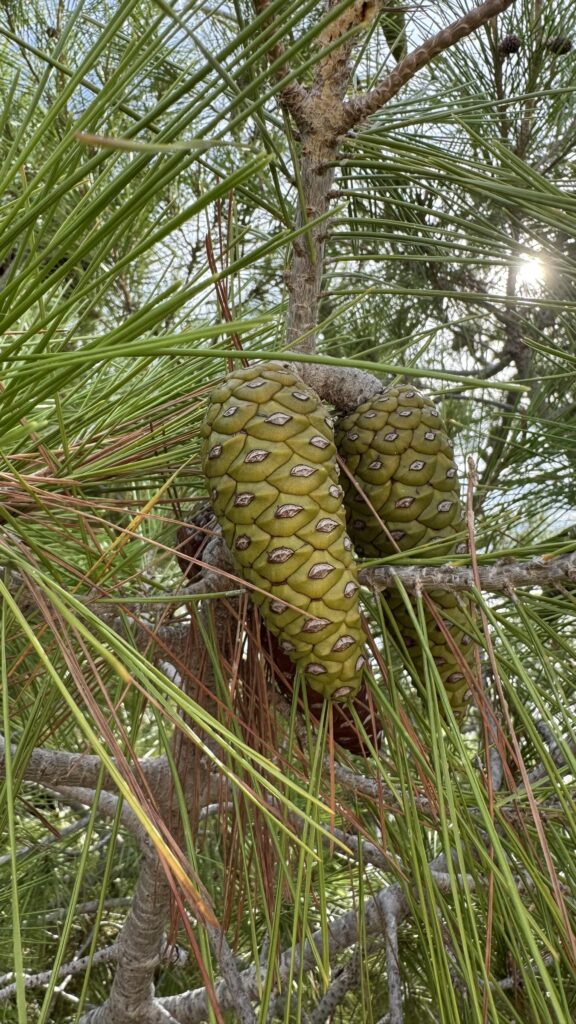Un con verde de pin, între ace, în lumina soarelui
